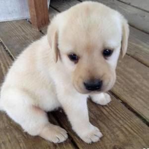 Meet your Posher, Jackson